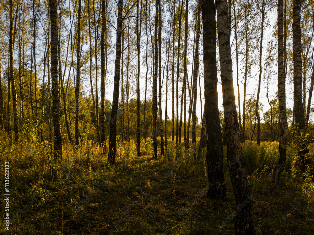 Obraz premium Birch grove with golden leaves in golden autumn, illuminated by the sun at sunset or dawn.