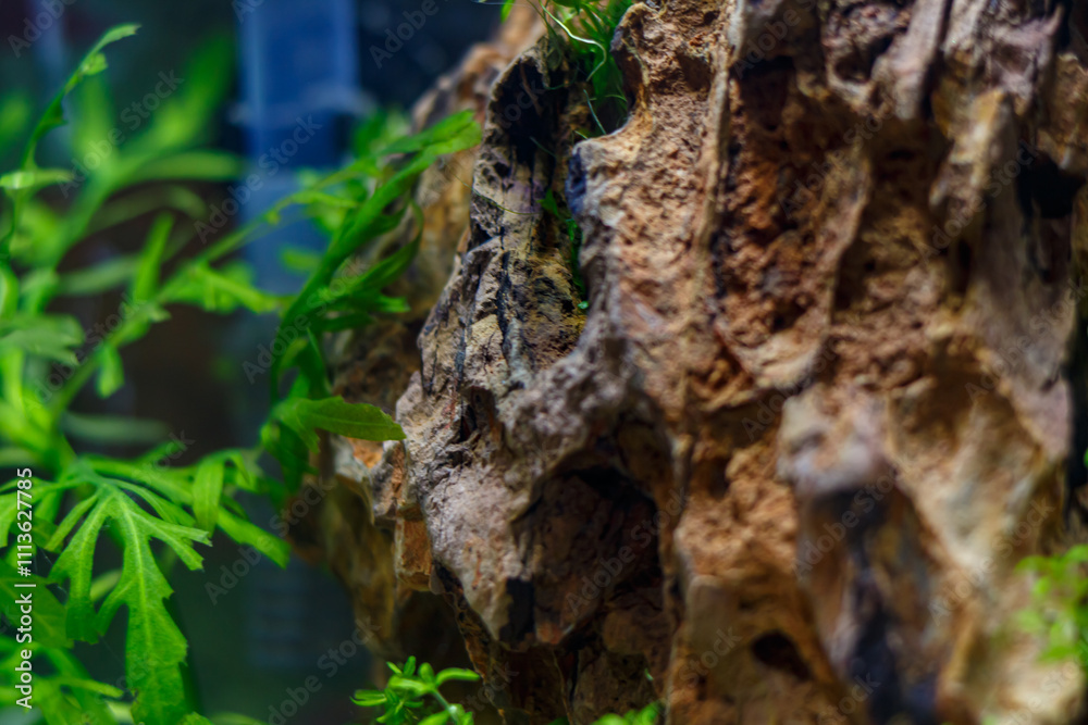 Young nano aquarium. Recently launched aquarium. Young nano aquarium. Recently launched aquarium.