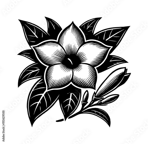 jasmine flower engraving black and white outline