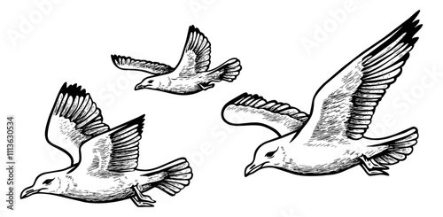 seagull fly engraving black and white outline