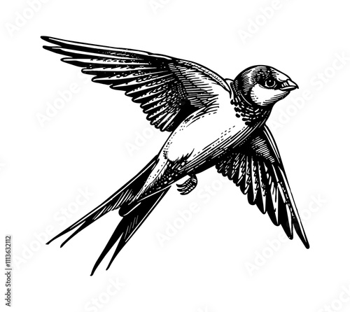 swallow bird engraving black and white outline