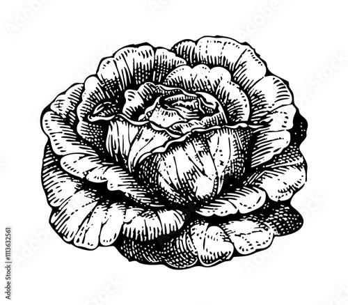 lettuce engraving black and white outline