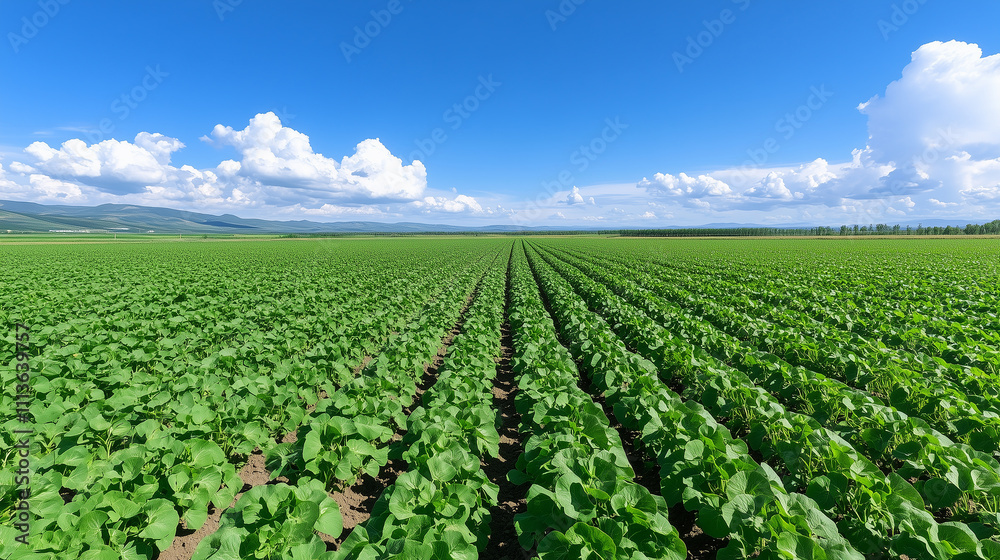 Lush Green Field with Rows of Crops and a Blue Sky Lush Green Field with Rows of Crops and a Blue Sky