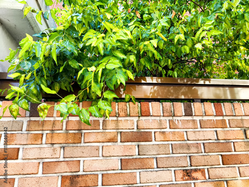 Lush green leaves stretch over a brick wall in an urban setting during daylight hours Lush green leaves stretch over a brick wall in an urban setting during daylight hours