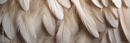 Wide and Beautiful bird feathers, exotic natural textured background