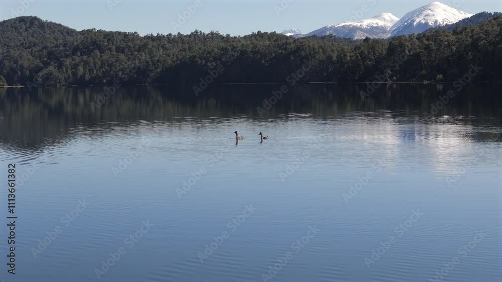Aerial flight toward two geese swimming in tranquil Lake Espejo Grande, surrounded by lush forest and snow-capped mountains Aerial flight toward two geese swimming in tranquil Lake Espejo Grande, surrounded by lush forest and snow-capped mountains