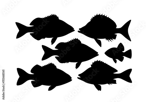 fish vector silhouette collection