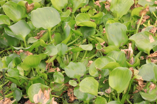 grass in the morning, grass in a field, grass in the wind, nature, grass, green, water, plant, summer, landscape, tree, spring, field, forest, 