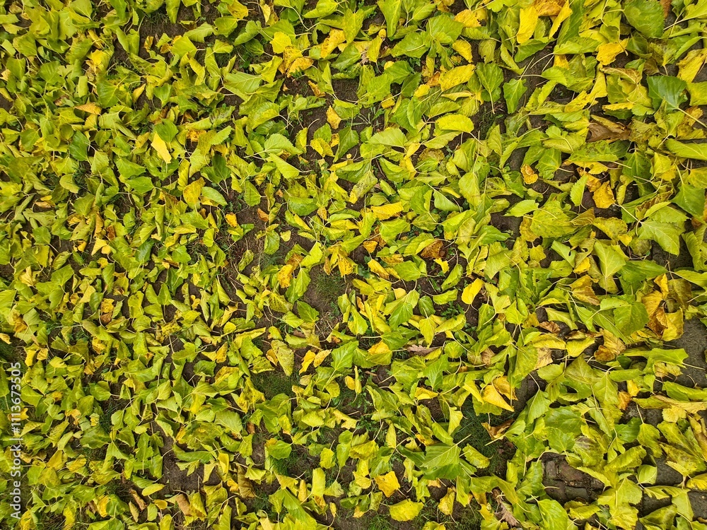 Fototapeta premium Herbstblätter auf dem Boden in Berlin Treptow/Köpenick