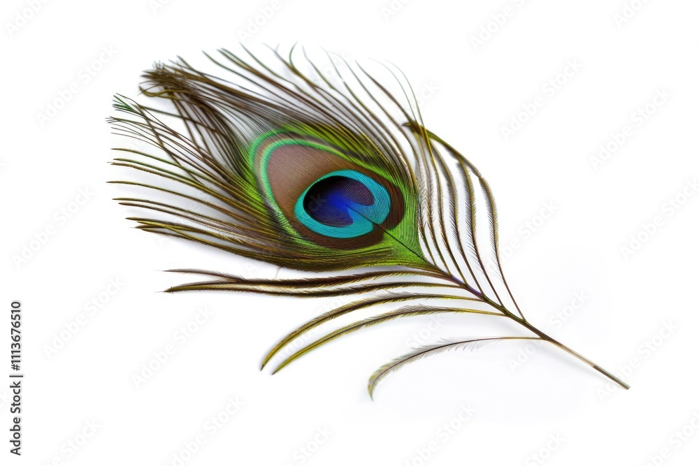 Fototapeta premium Detailed photo of vivid peacock feather isolated on white.