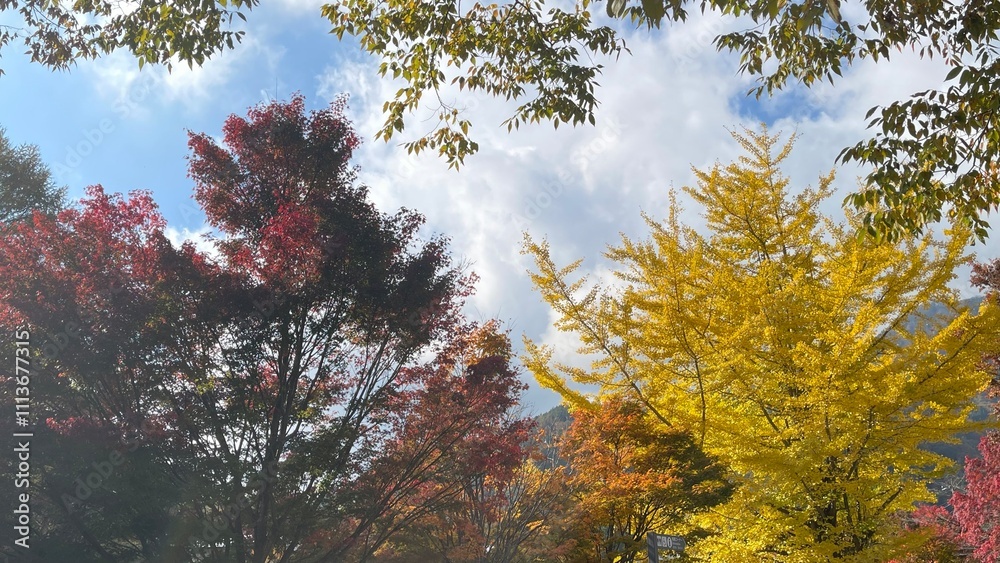 Fototapeta premium The autumn leaves are at their peak, it's the perfect time to see them