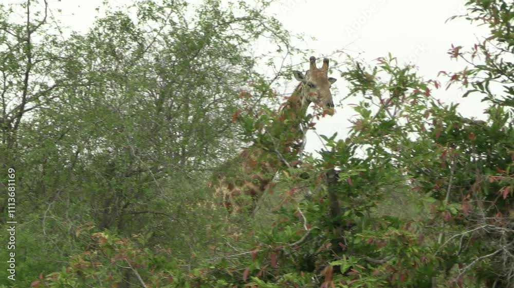 girafe dans le Parc National Kruger, Afrique du Sud girafe dans le Parc National Kruger, Afrique du Sud