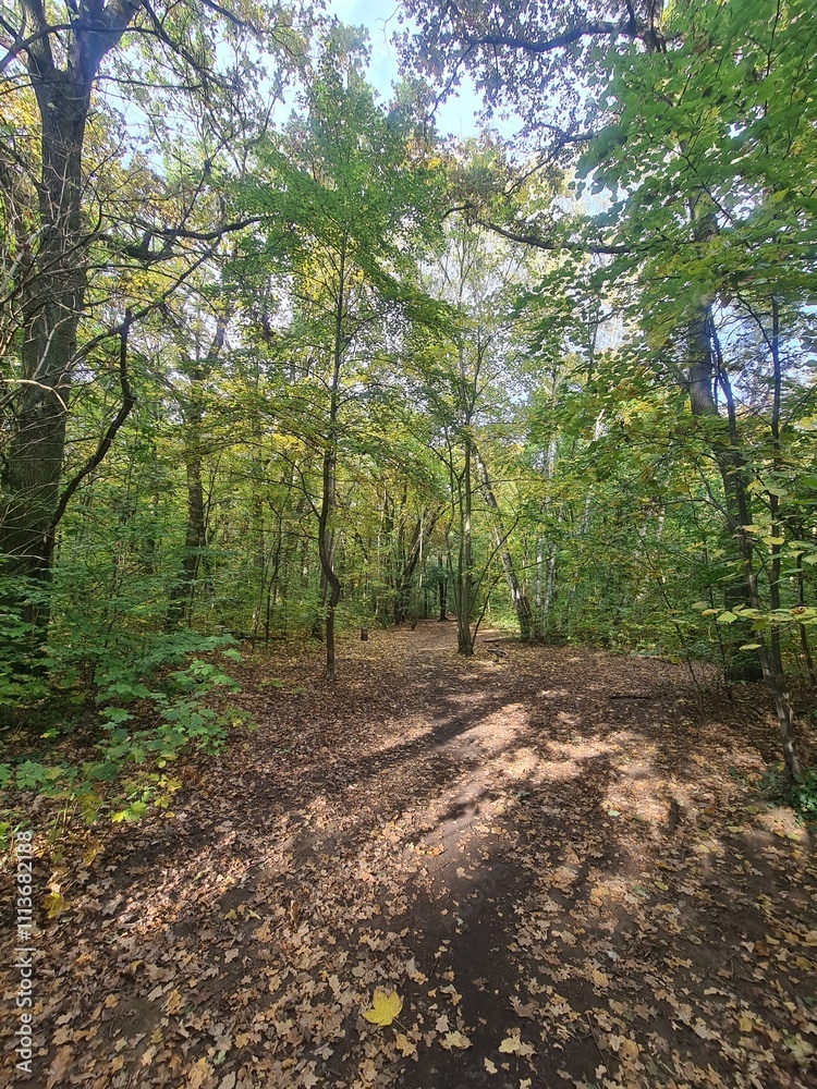 Spaziergang durch den Plänterwald in Berlin Treptow Spaziergang durch den Plänterwald in Berlin Treptow