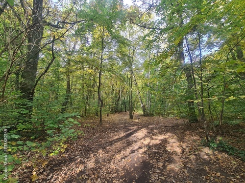 Spaziergang durch den Plänterwald in Berlin Treptow photo