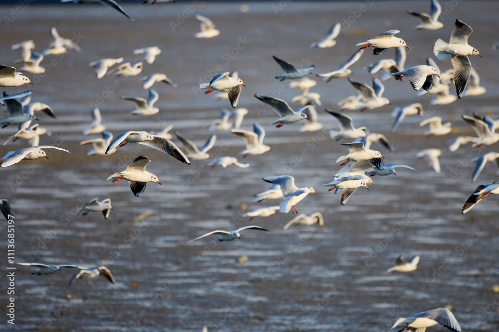 large group of seagulls flying over a lake large group of seagulls flying over a lake