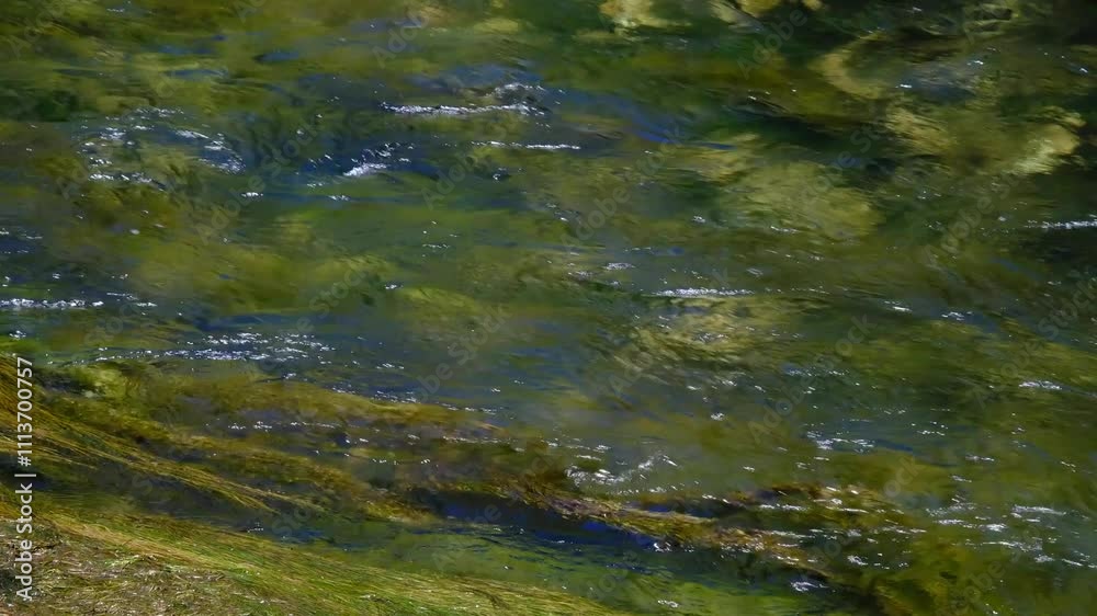 Green river flowing in the forest Green river flowing in the forest