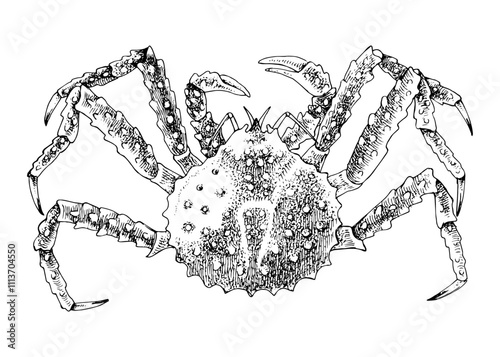 Alaskan King Crab hand drawn vector illustration