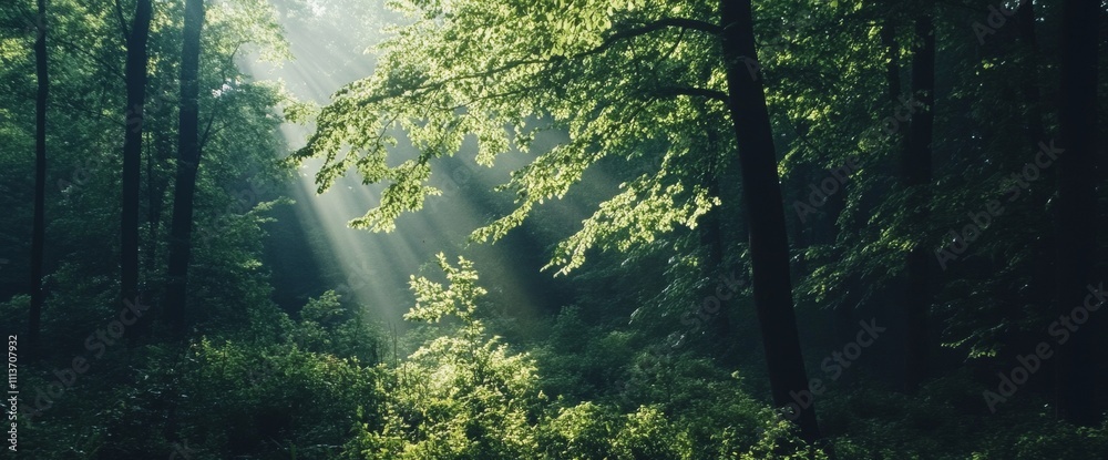 Fototapeta premium Sunlight filters through lush green forest canopy creating a serene atmosphere in the woods