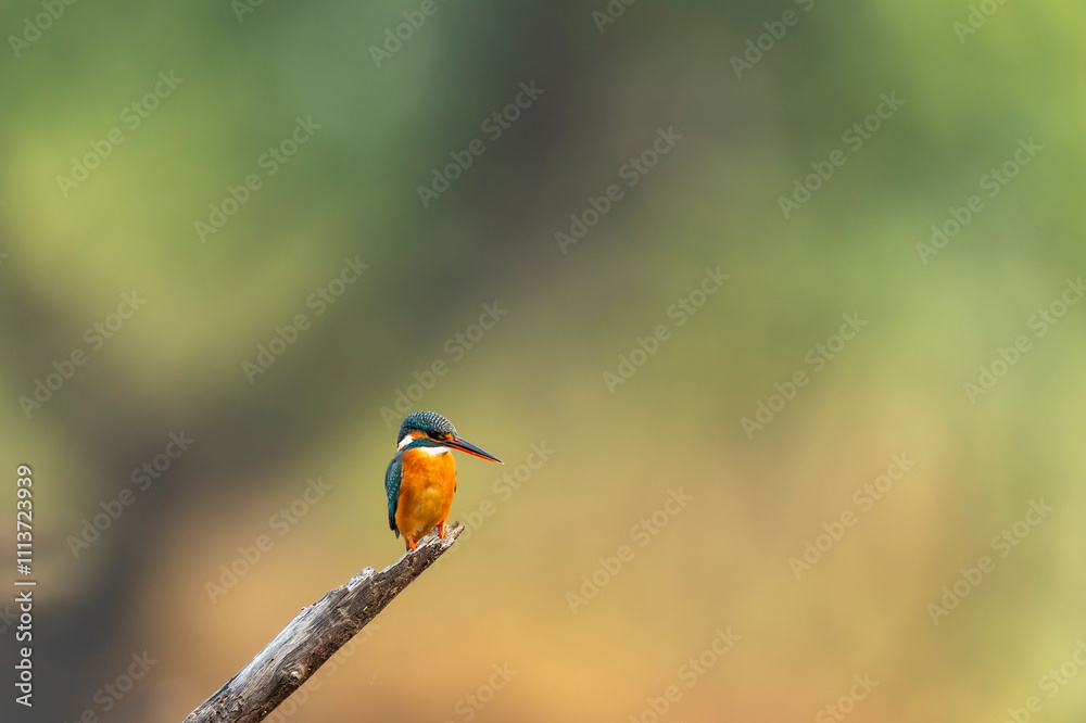 common kingfisher or Alcedo atthis at keoladeo national park or bharatpur bird sanctuary rajasthan india asia. a small colorful bird closeup or portrait perched on branch in natural green background common kingfisher or Alcedo atthis at keoladeo national park or bharatpur bird sanctuary rajasthan india asia. a small colorful bird closeup or portrait perched on branch in natural green background