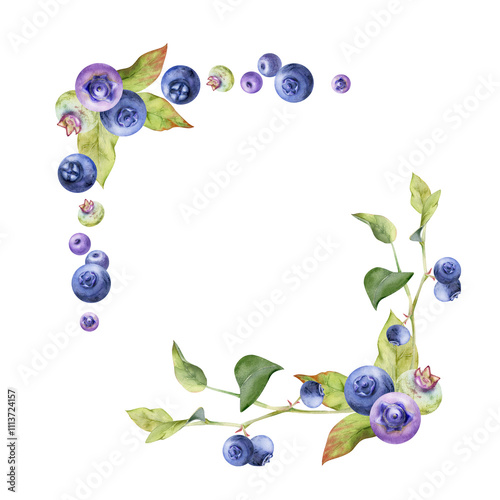 Blueberry blackberry bunch with green leaves on branch hand drawn in watercolor, ripe forest berry. Isolated botanical illustration garland frame corner. Restaurant, cafe, wedding menu, farmers market
