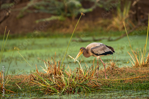 painted storks or Mycteria leucocephala at keoladeo national park or bharatpur bird sanctuary rajasthan india juvenile bird feeding grass behavior in natural green background in winter sesaon safari photo