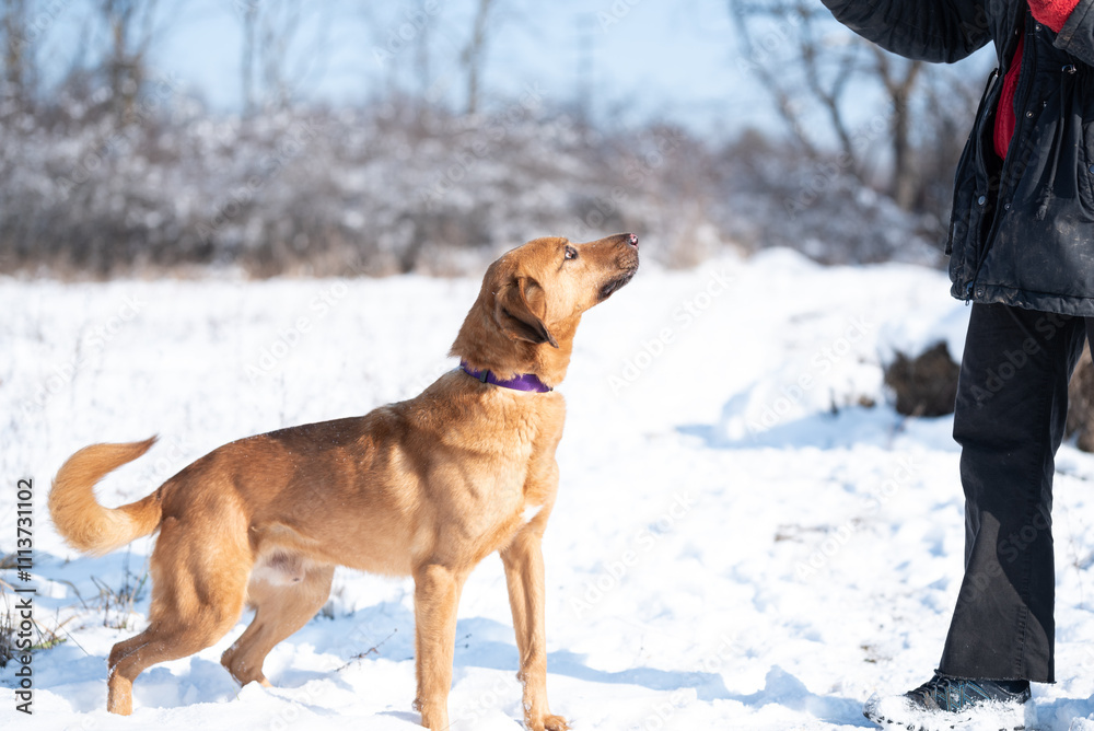 Beautiful rescued dog from dog shelter during socialization and obedience training on the snowy meadow Beautiful rescued dog from dog shelter during socialization and obedience training on the snowy meadow