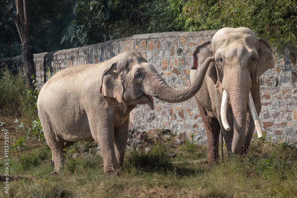 Obraz premium Two Indian wild elephant partners affectionately playing in a grass field in a zoo