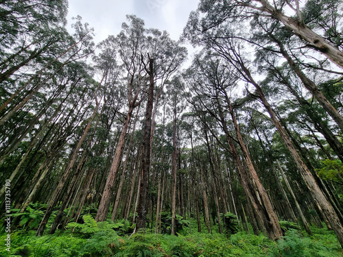 A stand of mountain ash trees in Australian forest with ferns