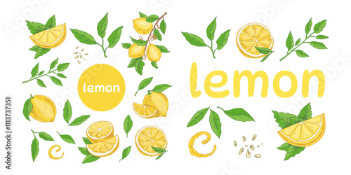 Hand-drawn collection with lemons, mint leaves, and citrus elements