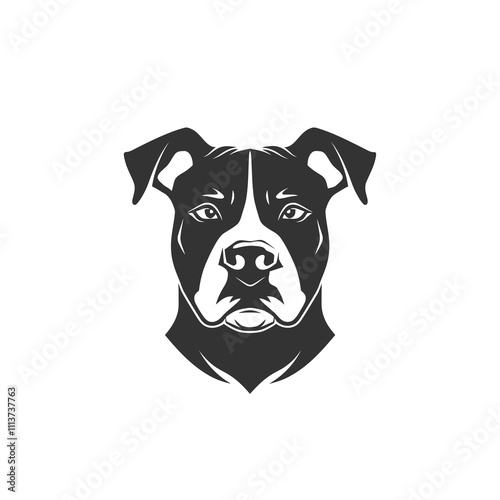 Aggressive American Staffordshire Terrier Dog