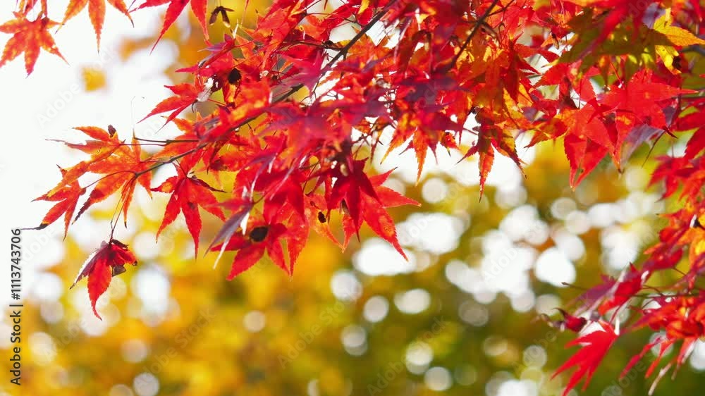 Autumn leaves. Japanese maple leaves in red Autumn leaves. Japanese maple leaves in red