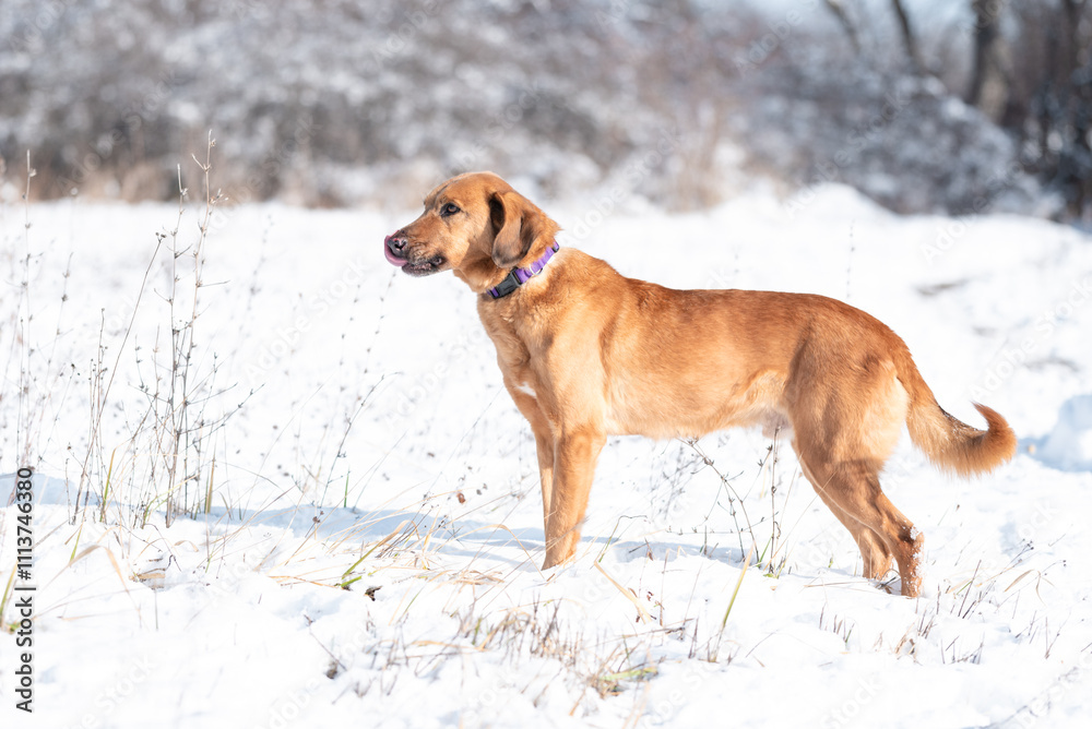 Beautiful rescued dog from dog shelter during socialization and obedience training on the snowy meadow Beautiful rescued dog from dog shelter during socialization and obedience training on the snowy meadow