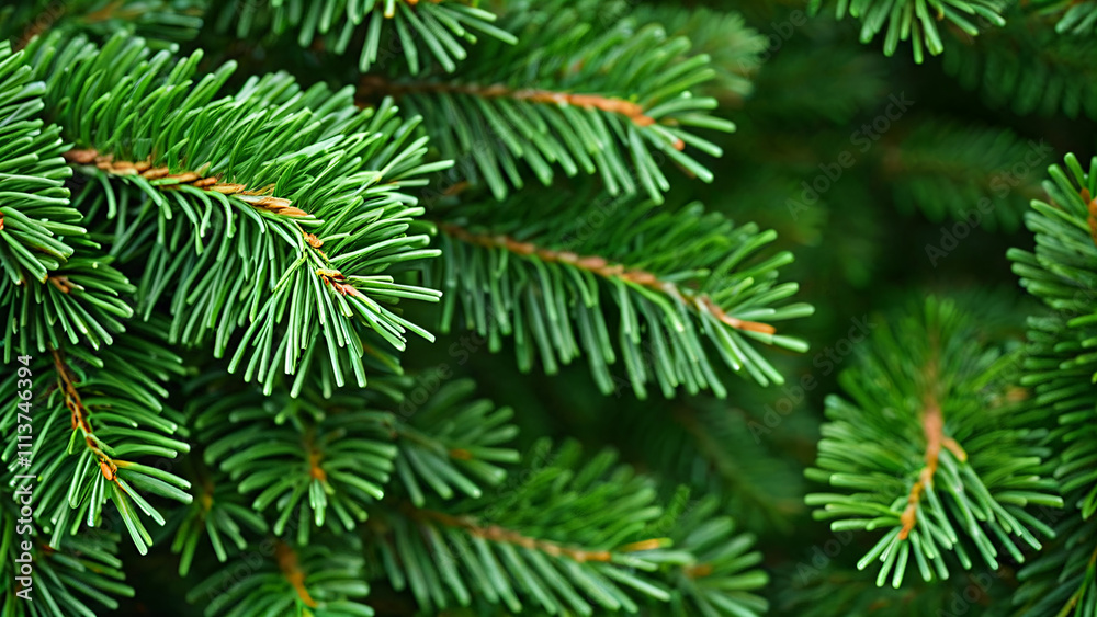 branches of a pine branches of a pine