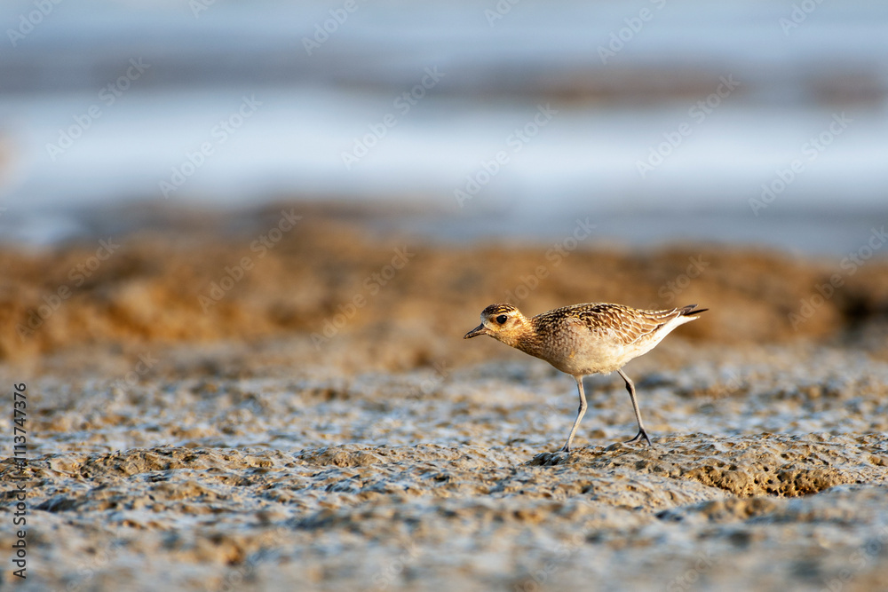Kentish Plover Bird Searching for Food on a Beach Kentish Plover Bird Searching for Food on a Beach