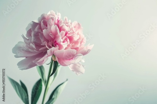 Beautiful pink Peonie flower on light background