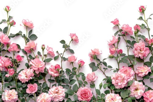 Pink roses border on white background.