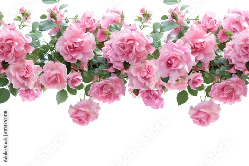 Pink roses border on white background.