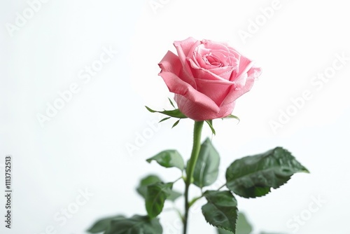 One beautiful pink rose on a white background