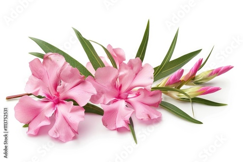 Nerium oleander  Pink oleander flowers isolated on white background with clipping path