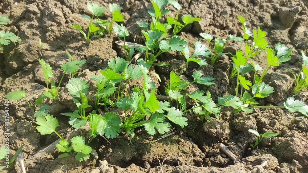Coriander leaves in vegetables garden for health, food and agriculture concept design. Organic coriander leaves background.	