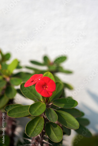 Red flowers, Euphorbia, Crown of thorns and Christ Thorn among green leaves on natural blurred background, in India. photo