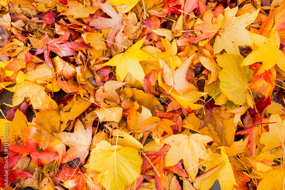 Fall maple leaf on fall, background texture. Background group autumn orange leaf. Fall maple leaf on fall, background texture. Background group autumn orange leaf.
