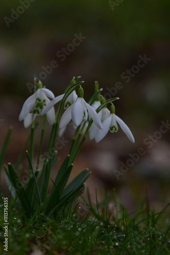 Schneeglöckchen - Flower