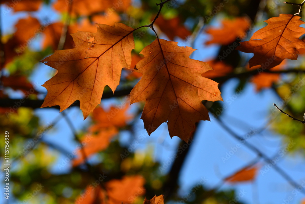 Eichellaub - Herbstzeit - Acorn leaves - autumn time Eichellaub - Herbstzeit - Acorn leaves - autumn time