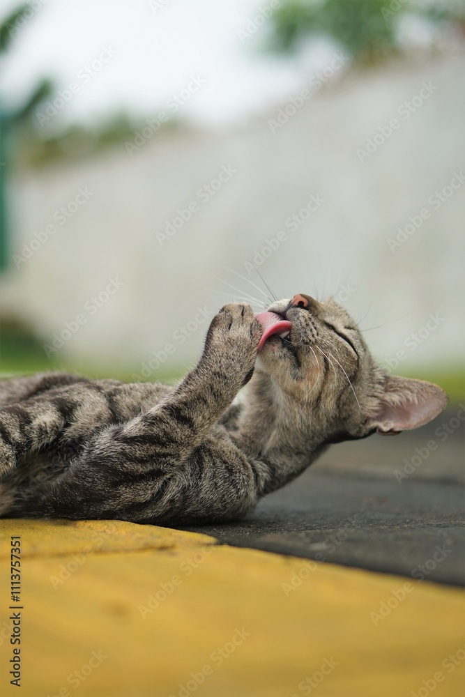 a domestic street cat with striped fur lying on the sidewalk licking its body a domestic street cat with striped fur lying on the sidewalk licking its body
