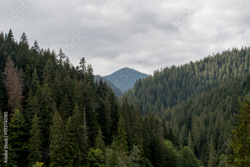 Photography pine forest in the mountains