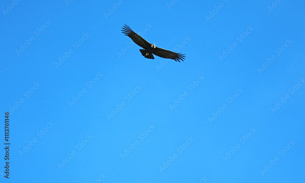 Watching Andean Condors flying over the Colca canyon, a popular attraction in Arequipa region of Peru, South America Watching Andean Condors flying over the Colca canyon, a popular attraction in Arequipa region of Peru, South America