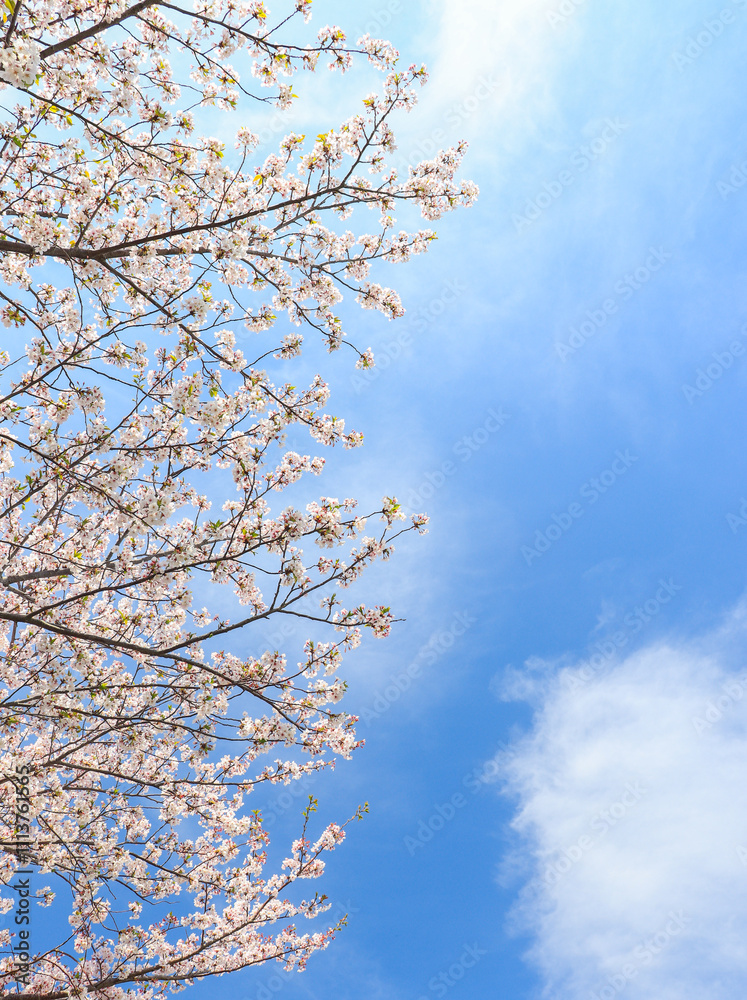 cherry blossom with the sky blue cherry blossom with the sky blue