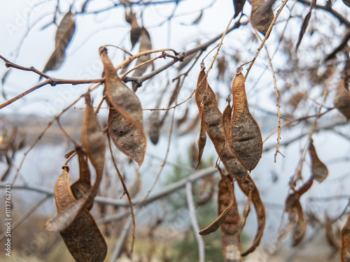 carob tree. A tree with dangling seedpods. Catalpa. Sword like tall seedpods of a Catalpa tree in the wind, commonly also called catawba, is a genus of flowering plants in the family Bignoniaceae photo