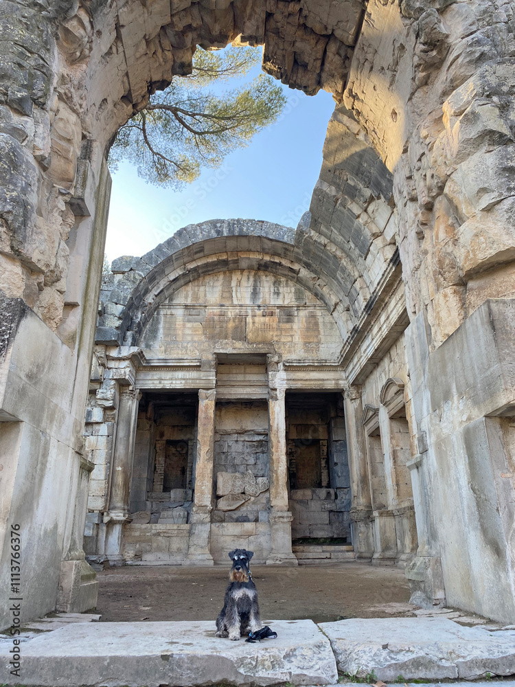 A dog sitting amidst Roman ruins, with ancient stone structures surrounding it, creating a blend of history and nature A dog sitting amidst Roman ruins, with ancient stone structures surrounding it, creating a blend of history and nature